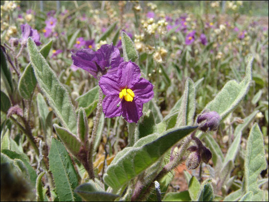 Vild Busk-tomat - Solanum esurial