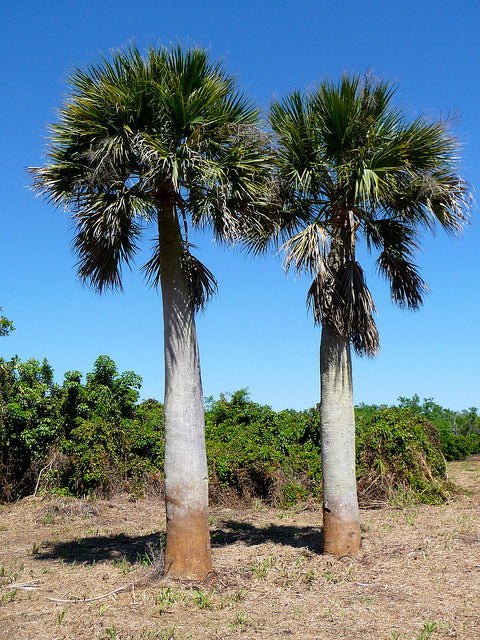 Palme - Sabal Bermudana