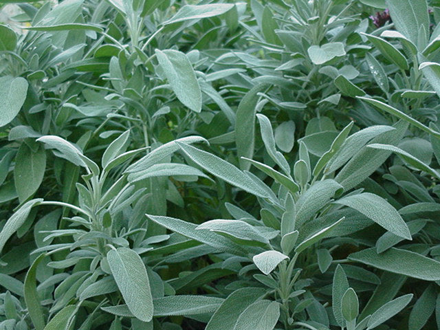 Bredbladet Salvie - Salvia Officinalis