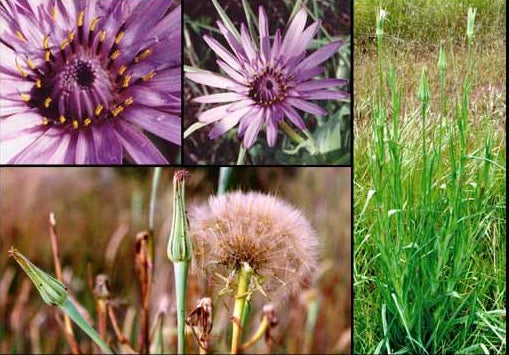 Havrerod - Tragopogon porrifolius