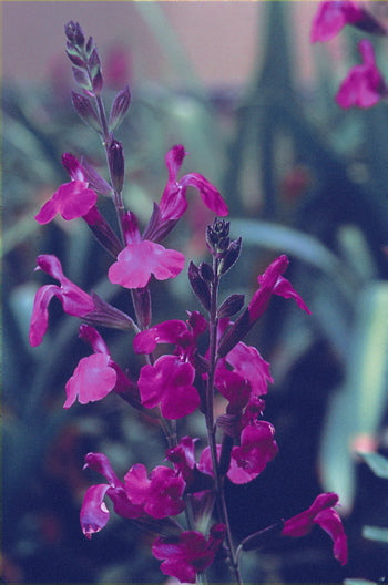 (Pryd)salvie - Violet
