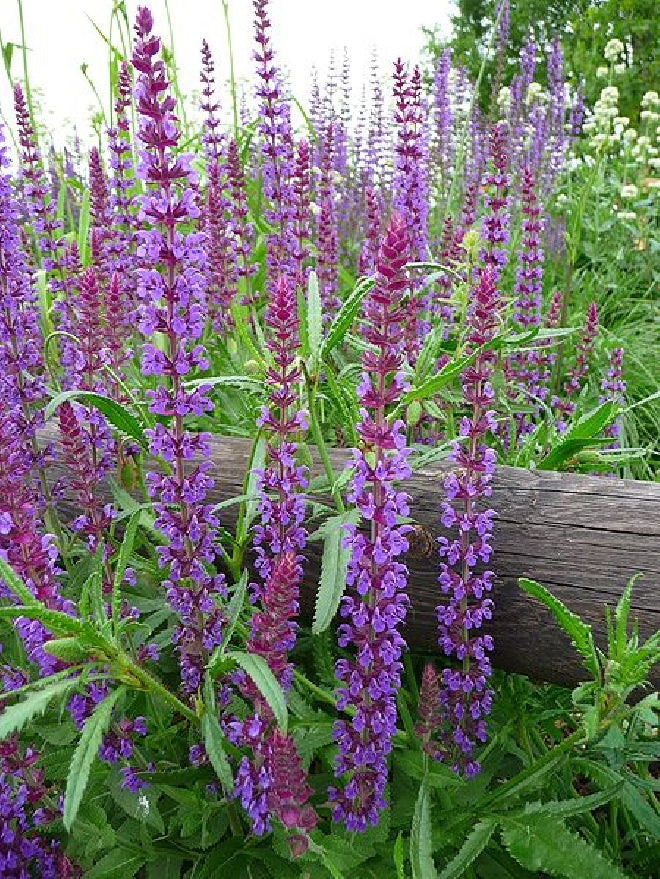 Steppe Salvie 'West Friesland' - Salvia nemerosa