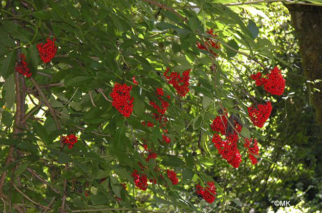 Drue-Hyld - Sambucus racemosa