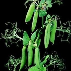 Sukker Ært - Pisum sativum - 'Sancho'