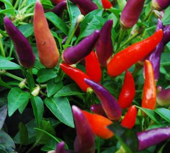 Sangria - C. annuum