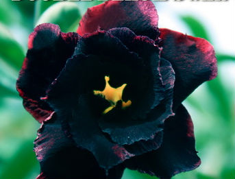 Ørkenrose - Adenium 'Black Santa'