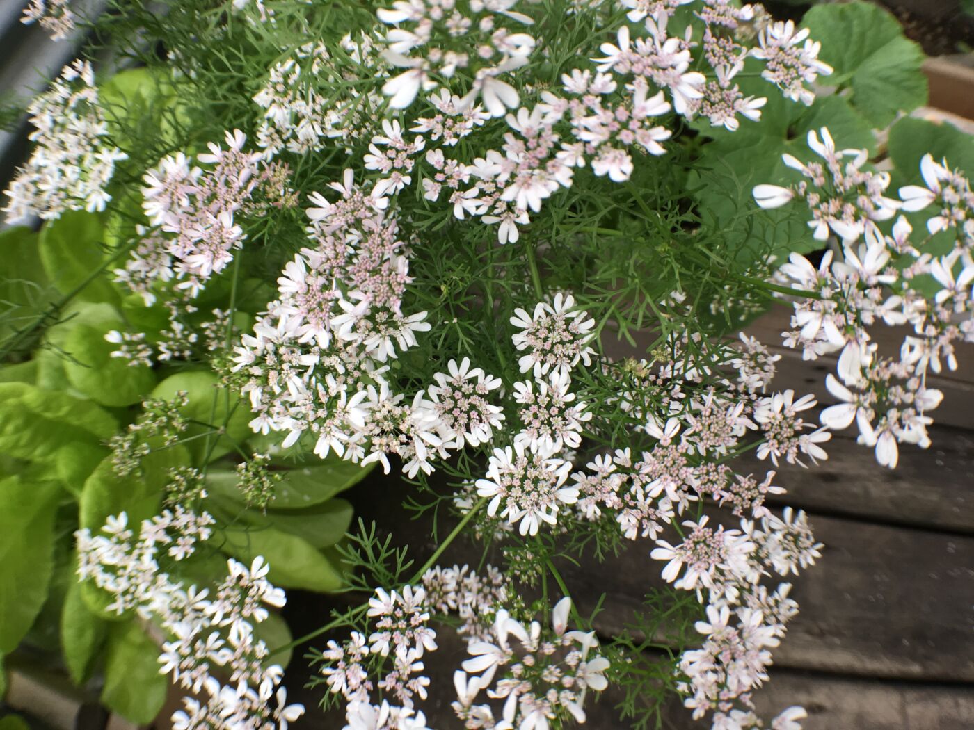 Koriander - Coriandrum sativum - Dwarf Lemon