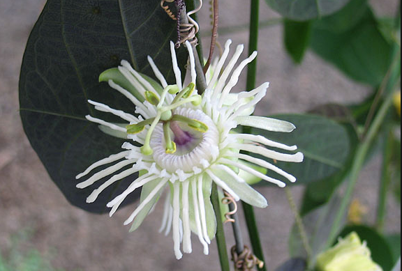 Passiflora saxicola - plante