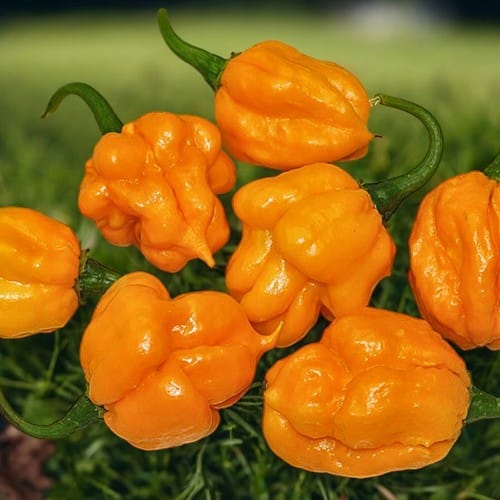 JMOA Scotch Bonnet Orange - C.Chinense