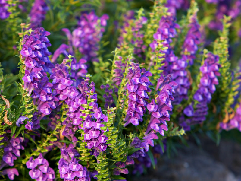 Baikal skullcap - Scutellaria barbata