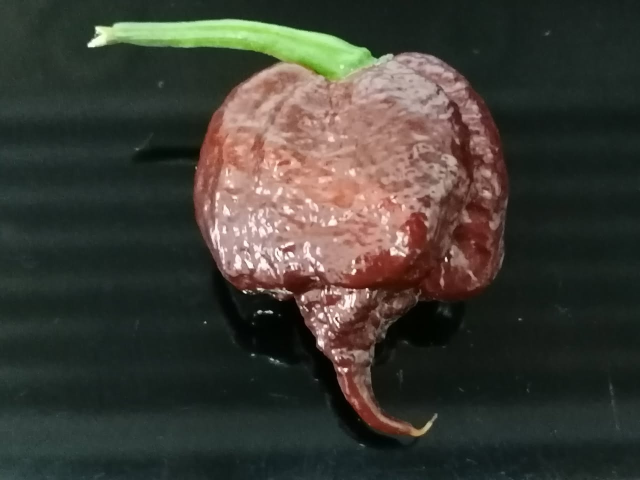 Secret Potion C.Chinense