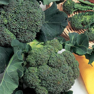 Broccoli - Green sprouting calabrese - organic
