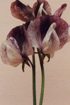 Ærteblomst - Senator - Lathyrus odorata