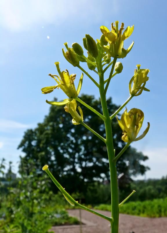 Sort Sennep - Brassica nigra