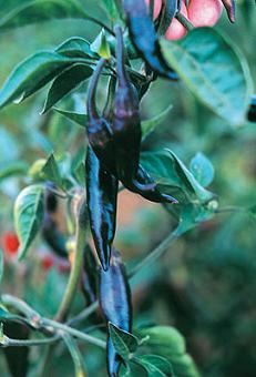Serrano Purple - C. annuum - Plante