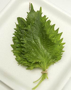 Shiso - Grøn - Perilla frutescens