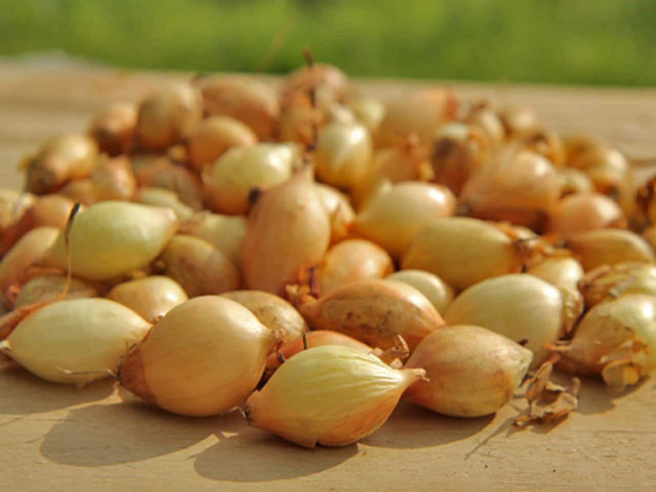 Vinterløg - Senshyu Yellow - Sætteløg 250g