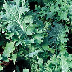 Bladkål - Siberian Curled - Brassica napus