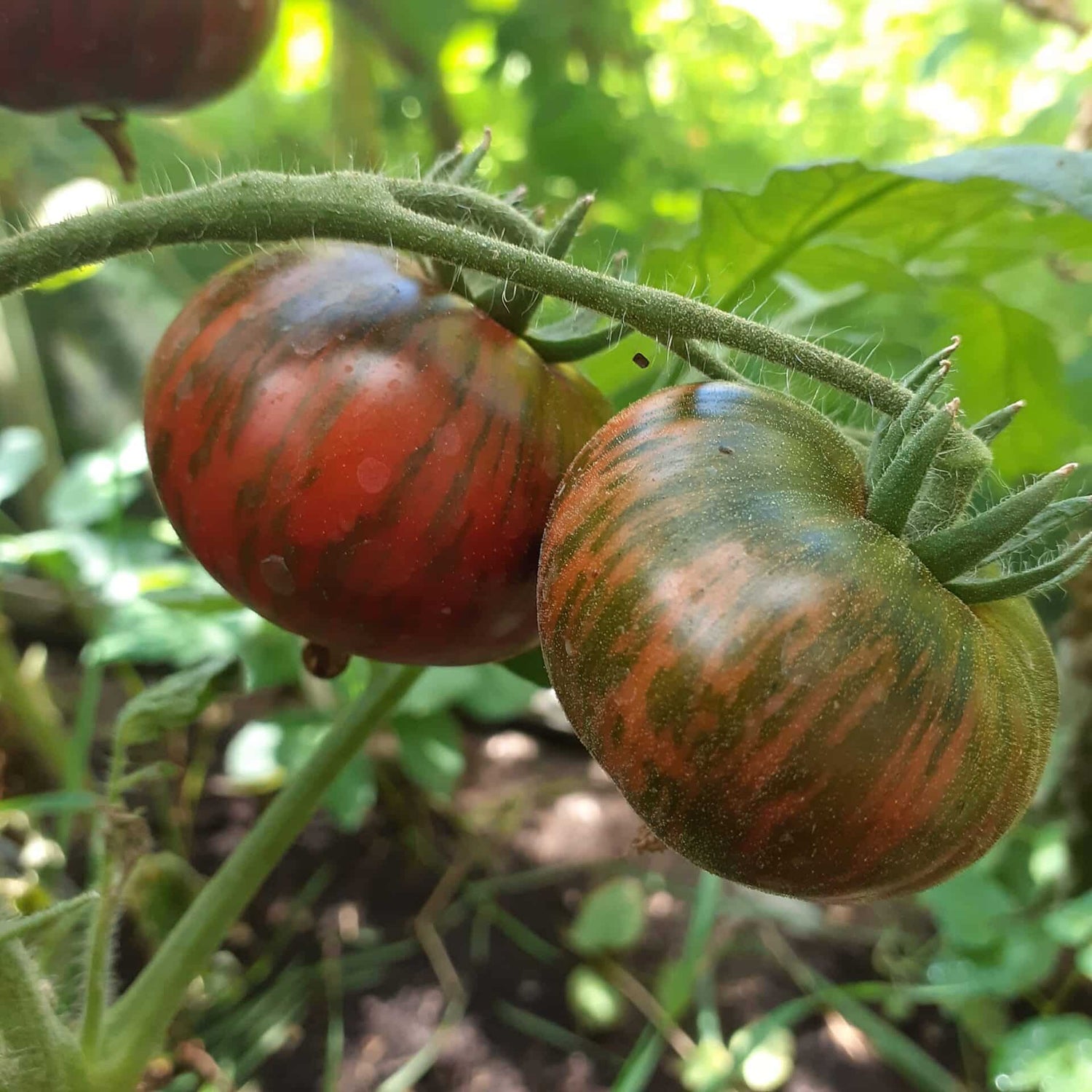 Tomat - Siegel`s Dark Striped