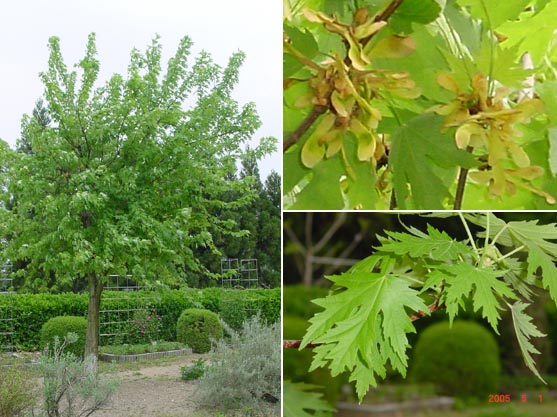 Sølv Løn - Acer Saccharinum