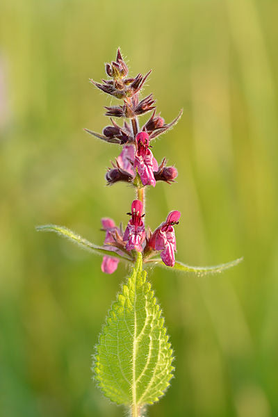 Skovgaltetand - Stachys sylvatica