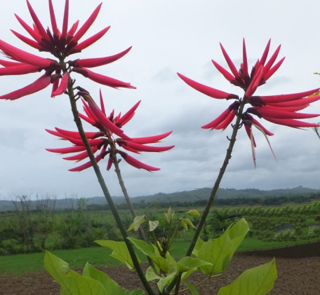 Koral Træ - Erythrina Smithiana