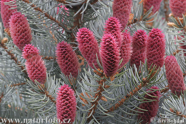 Blå gran - Picea Pungens Glauca