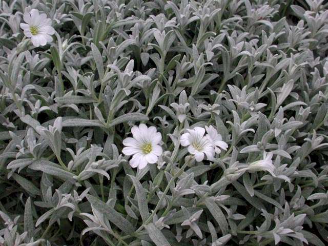 Hønsetarm - Cerastium tomentosum