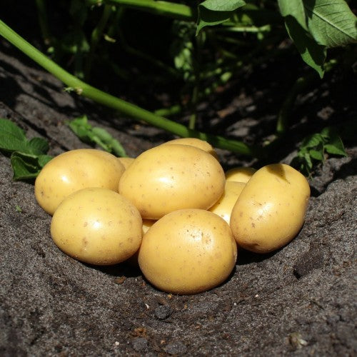 Bondens Bedste - Soleo 1,5 KG - NYHED - **FORUDBESTILLING