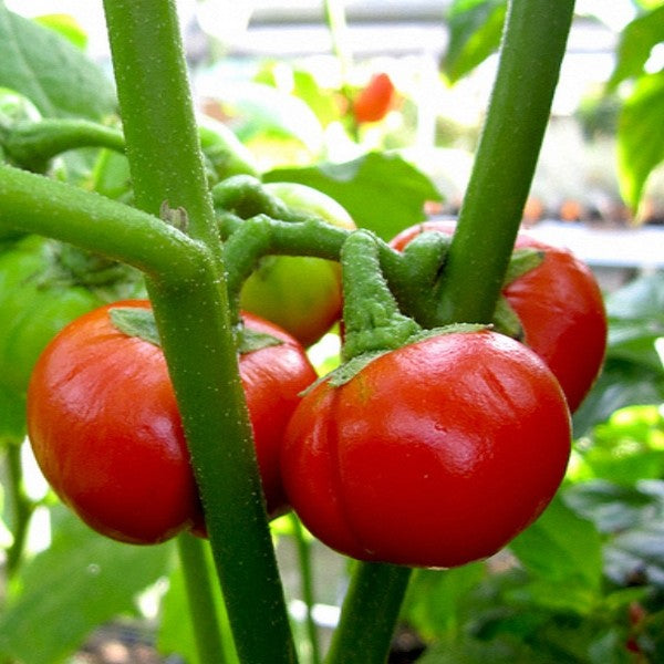 Kannibal Tomat - Solanum uporo