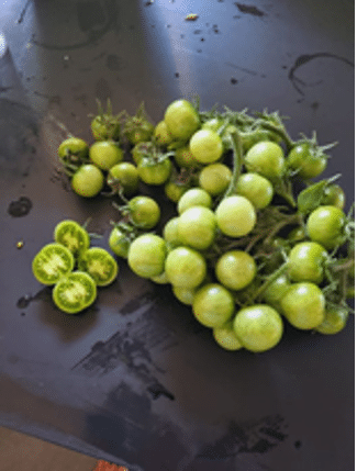 Tomat - Verde Sobria - Tom Wagner (22)