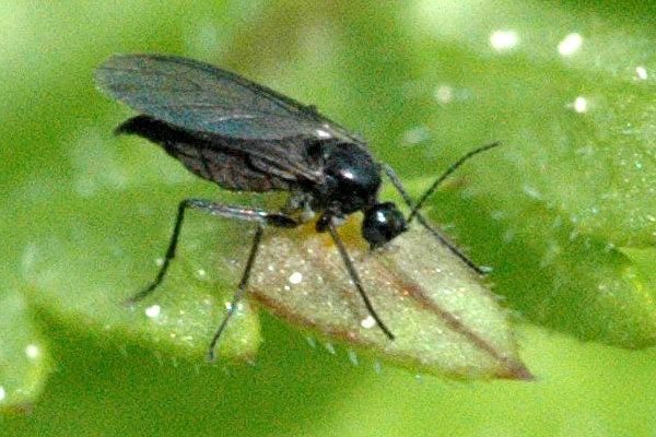 Hypoaspis jordrovmider mod Sørgemyg