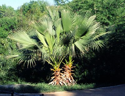 Trådpalme - Washingtonia Filifera