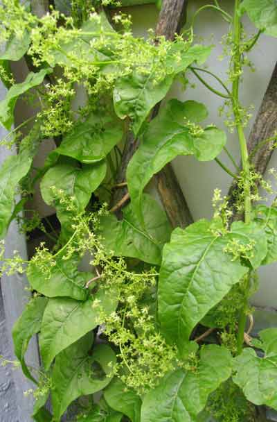 Spinatranke - Hablitzia tamnoides