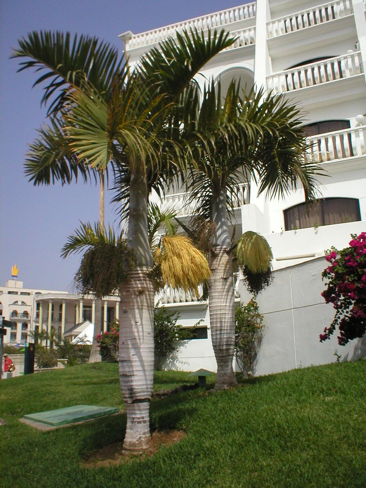Spindle Palme - hyophorbe verschaffeltii