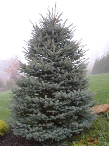 Colorado Blue Spruce - Picea pungens glauca Kaibab - 500 frø