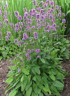 Læge Betonie - Stachys officinalis