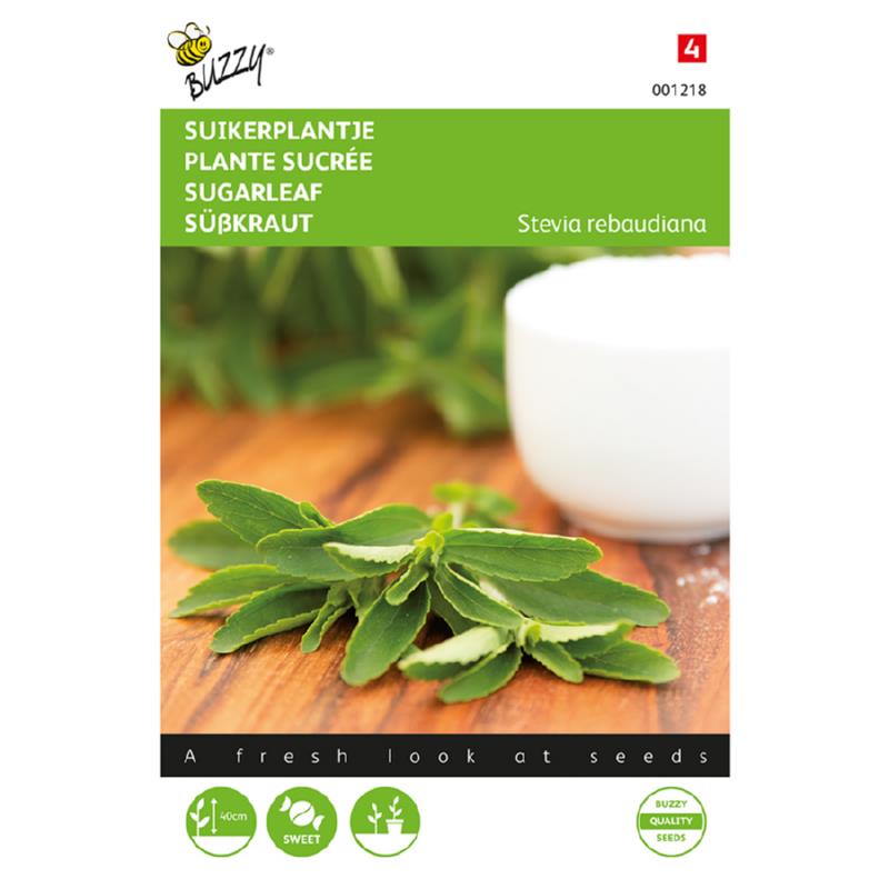 Sukkerplante - Stevia rebaudiana