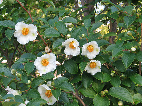 Stewartia pseudocamelli