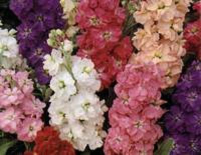 Stock - Giant imperial mix