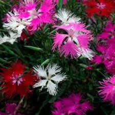 Strand Nellike Hybrid Mix - Dianthus Superbus