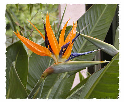 Strelitzia