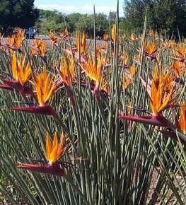 Strelitzia Juncea - Bladløs Paradisfugleblomst