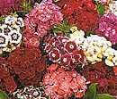 Studenternelliker - Dianthus barbatus