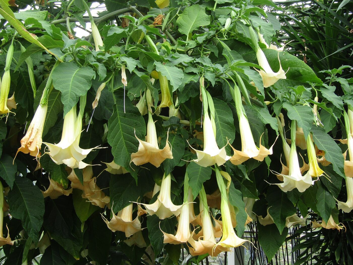 Engletrompet - Brugmansia Suaveolens