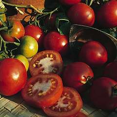Sub-arctic Plenty - Tomat