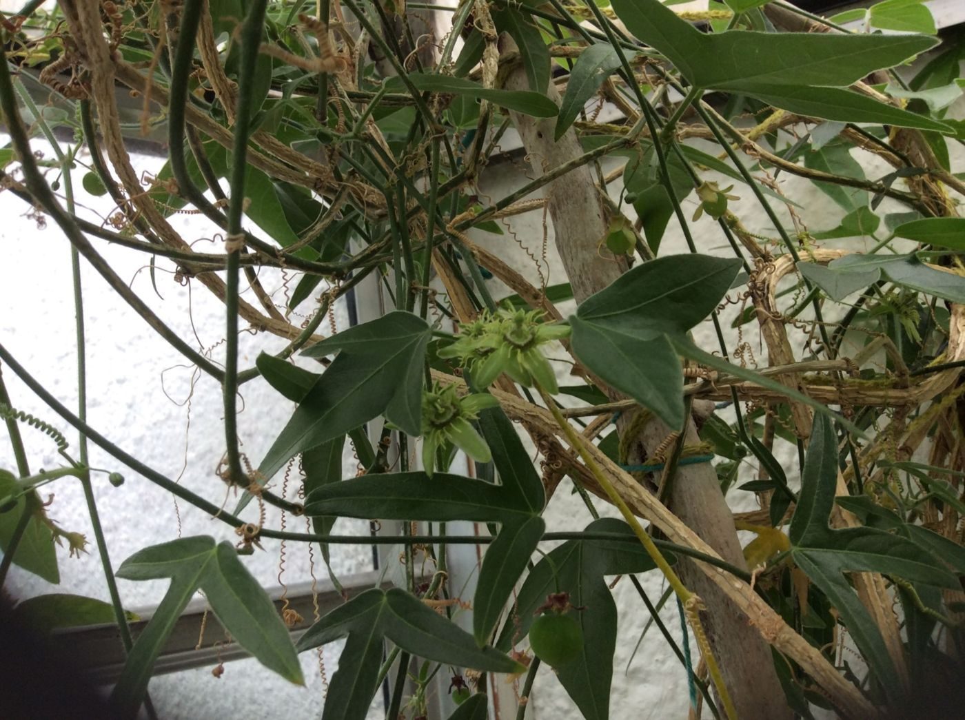 Passiflora suberosa - plante