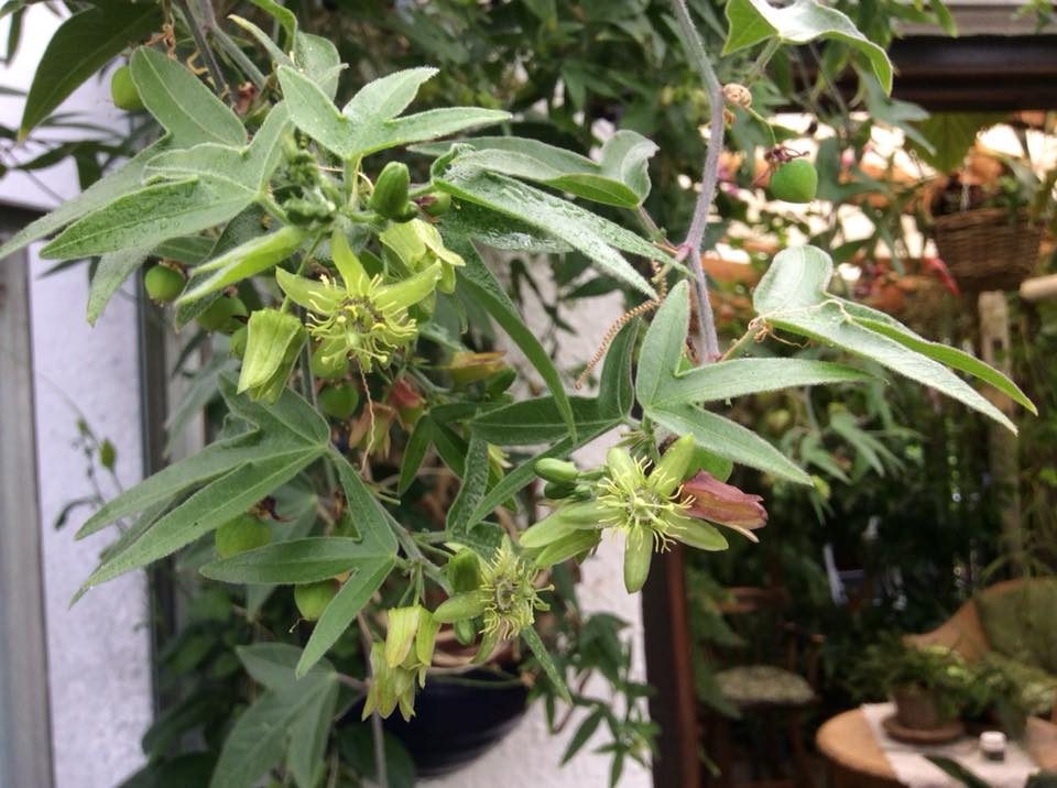 Passiflora suberosa - plante