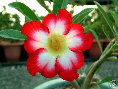 Ørkenrose - Adenium 'Super Moonlight Fairy'