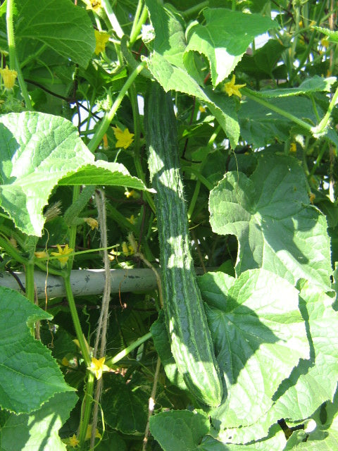 Suyo Long Agurk
